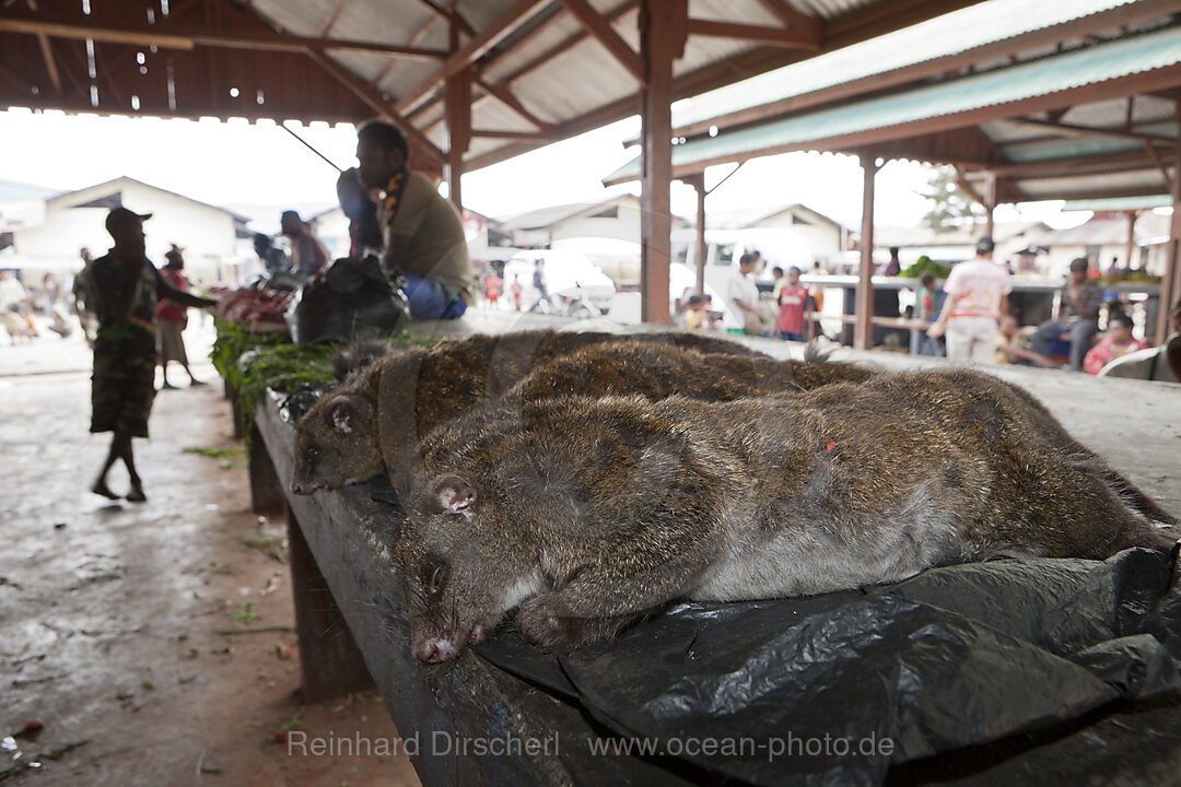 Beuteltiere auf dem Markt von Wamena, Baliem Valley, West Papua, Indonesien