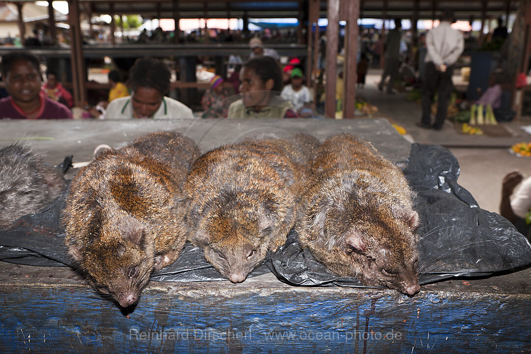 Cuscus Marsupial at Market of Wamena