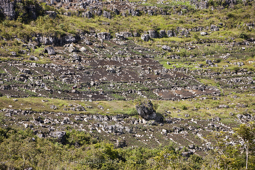 Typical Terrace Fields of Baliem Valley