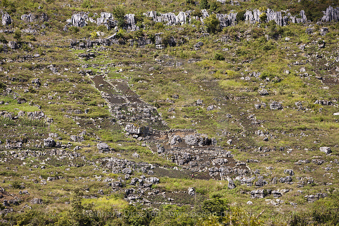 Typical Terrace Fields of Baliem Valley