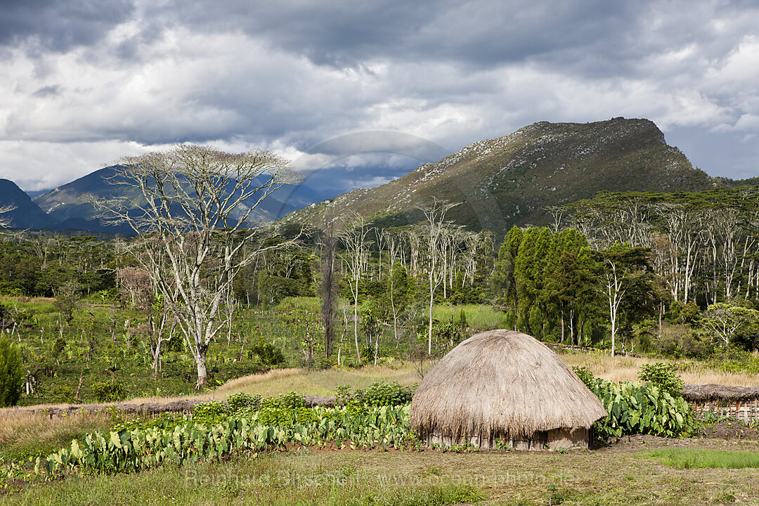 Typisches Dani Dorf im Baliem Tal, West Papua, Indonesien