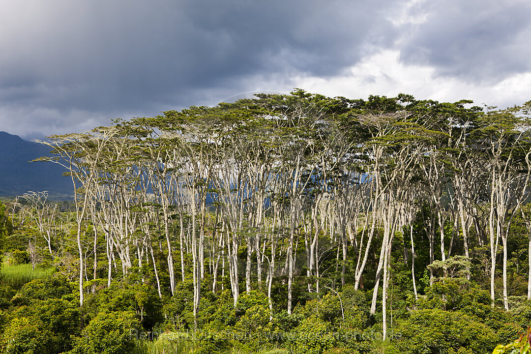 Impressions of Baliem Valley