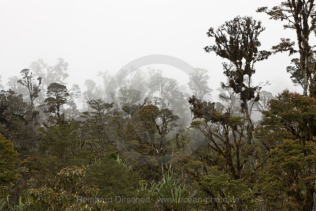 Cloud Forest Pass-Valley