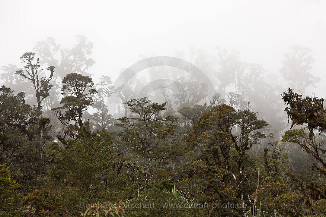 Cloud Forest Pass-Valley