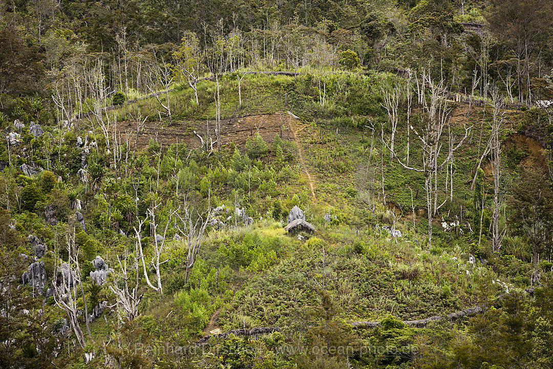 Typical Terrace Fields of Baliem Valley