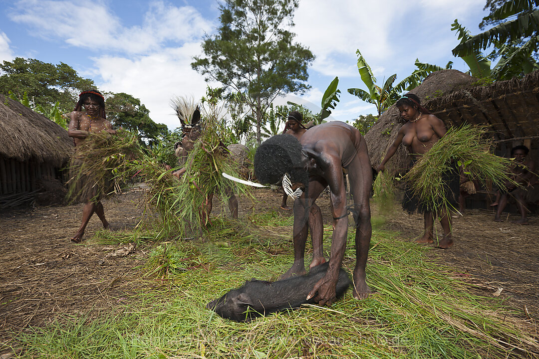 Dani Stamm schlachtet Schwein fuer Schweinefest, Baliem Valley, West Papua, Indonesien