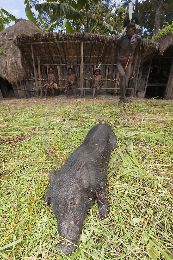 Dani Stamm schlachtet Schwein fuer Schweinefest, Baliem Valley, West Papua, Indonesien