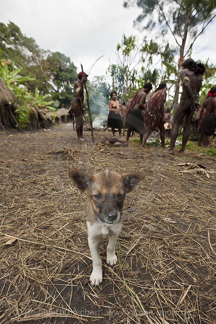 Hund in Dani Dorf
