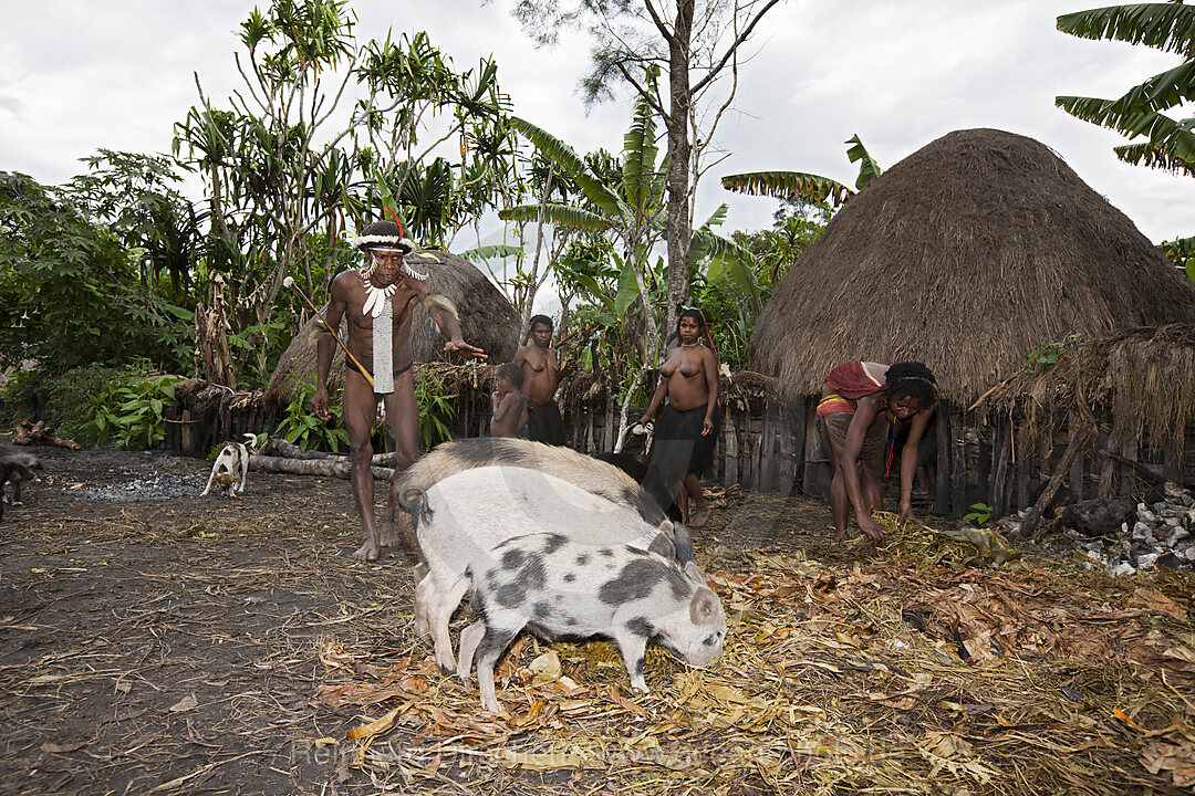 Pig Festival in Dani Village