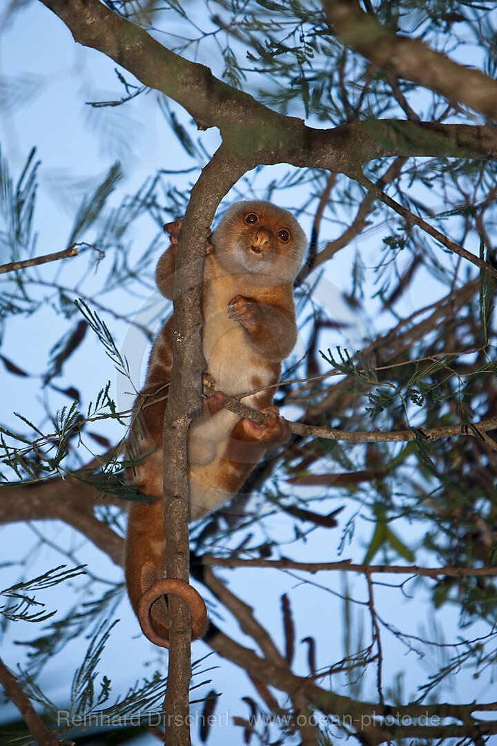 Common Spotted Cuscus in Tree