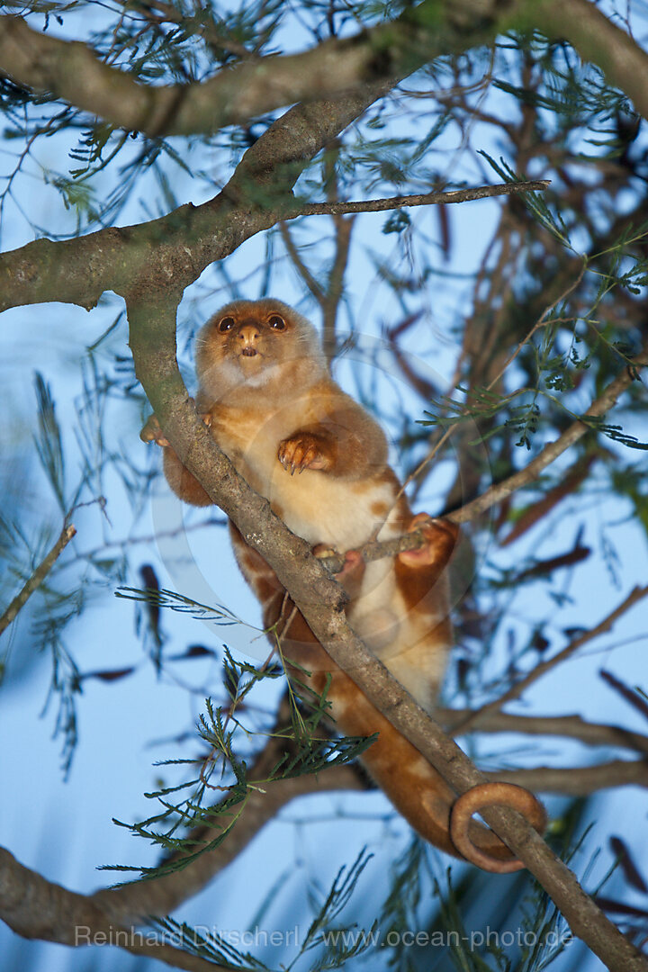 Common Spotted Cuscus in Tree