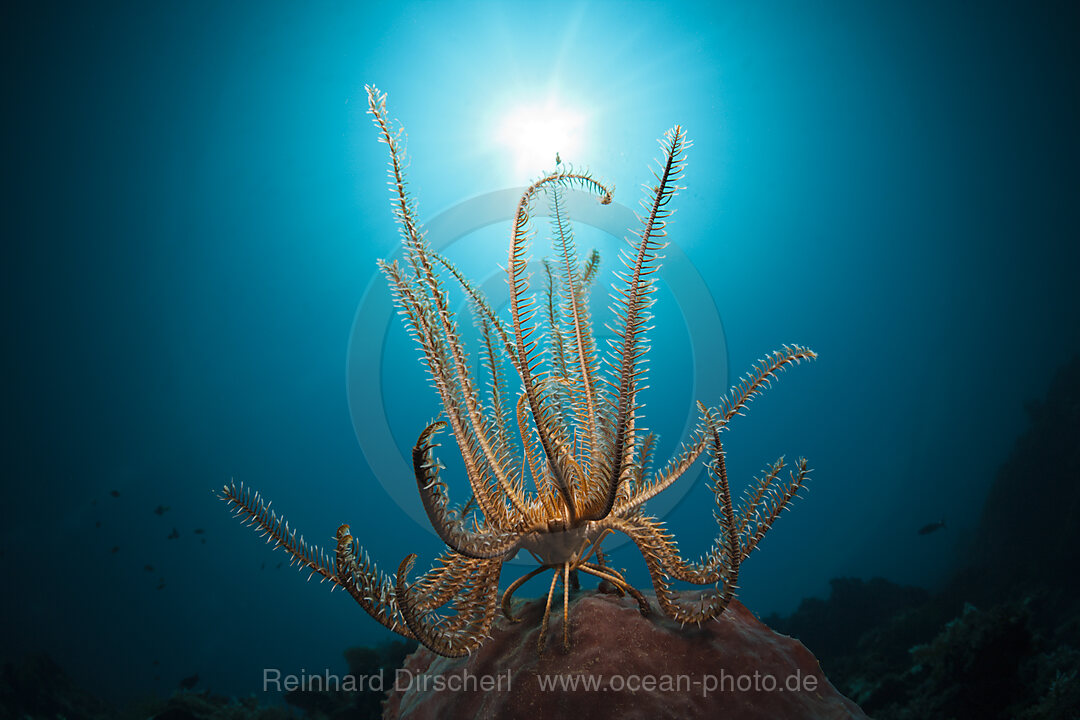 Featherstar on Coral Reef