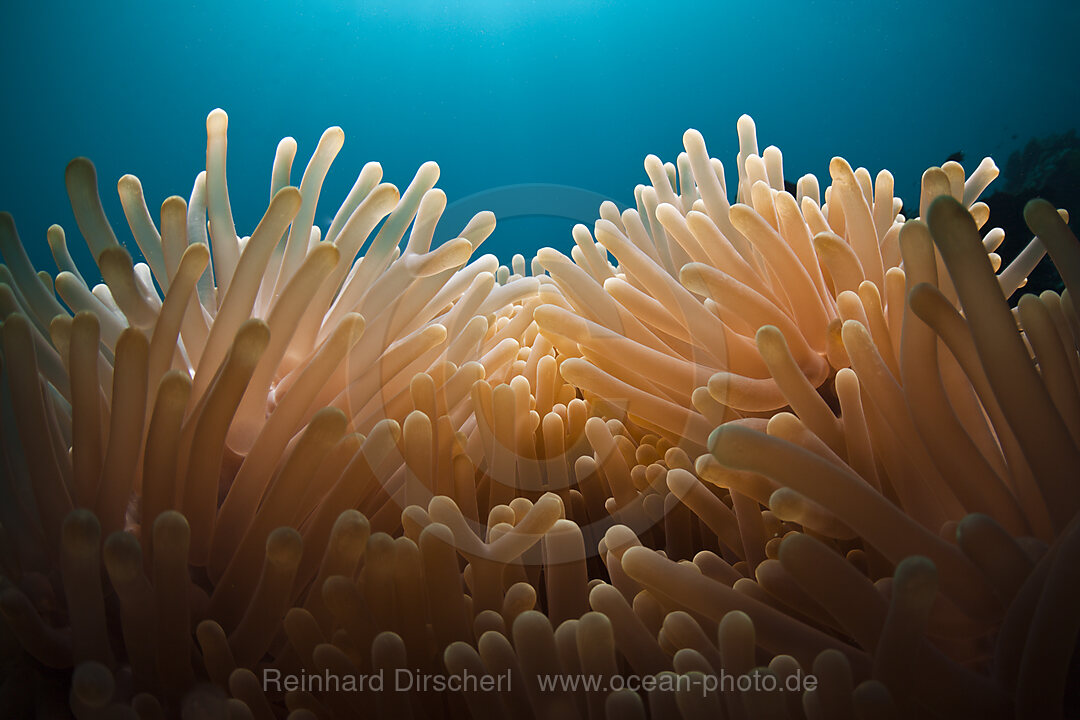 Tentakel eine Seeanemone, Heteractis magnifica, Cenderawasih Bucht, West Papua, Indonesien