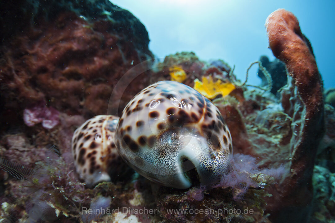 Two living Tiger Cowries