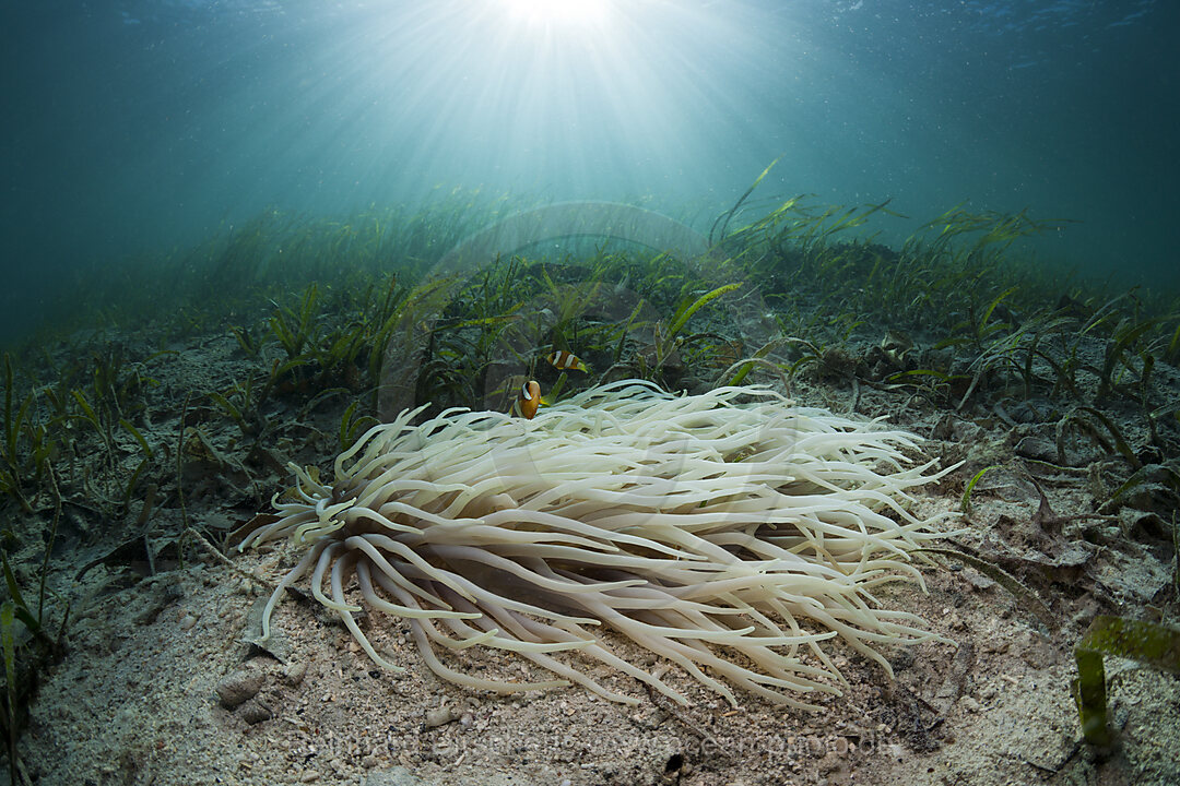 Lederanemone mit Clarks Anemonenfischen in Seegrasweise, Heteractis crispa, Amphiprion clarkii, Cenderawasih Bucht, West Papua, Indonesien