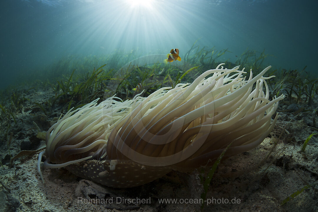Leather Sea Anemone with Clarks Anemonefish in Seagrass Meadows