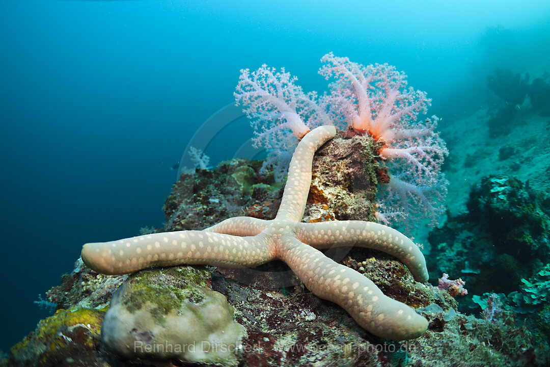 Seestern am Riff, Linckia sp., Cenderawasih Bucht, West Papua, Indonesien