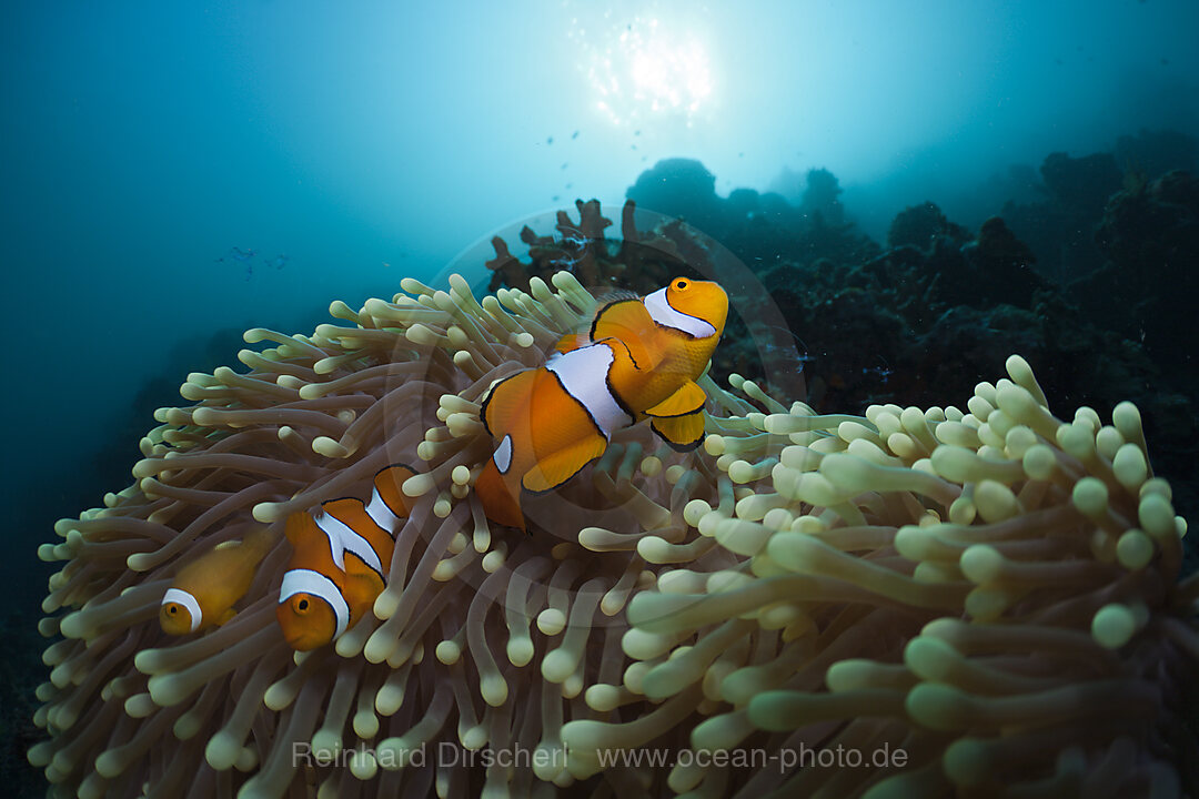 Family of Clown Anemonefish