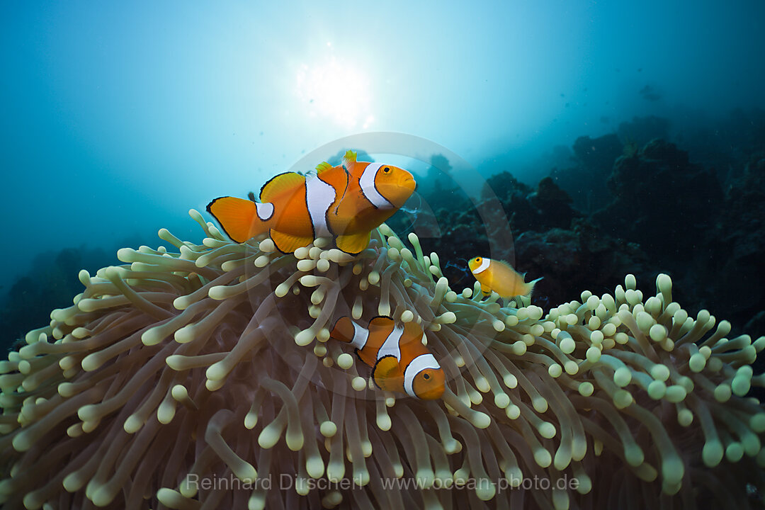 Orange-Ringel-Anemonenfische, Amphiprion ocellaris, Cenderawasih Bucht, West Papua, Indonesien