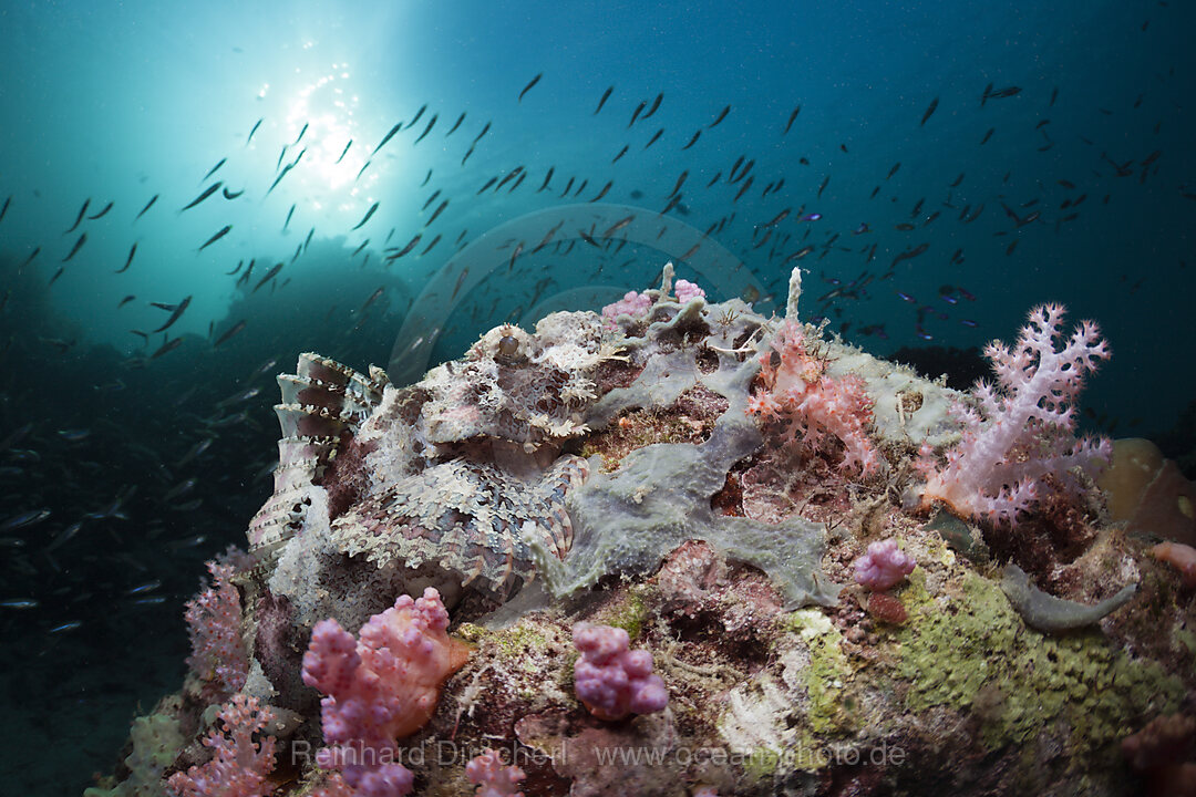 Papuan Scorpianfish on Coral Reef