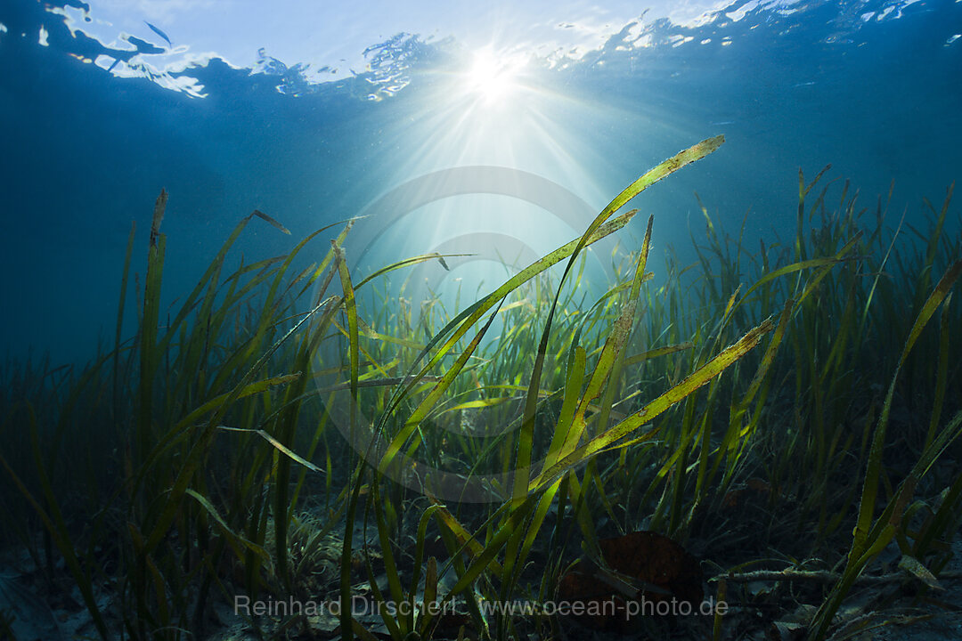Seagrass Meadows
