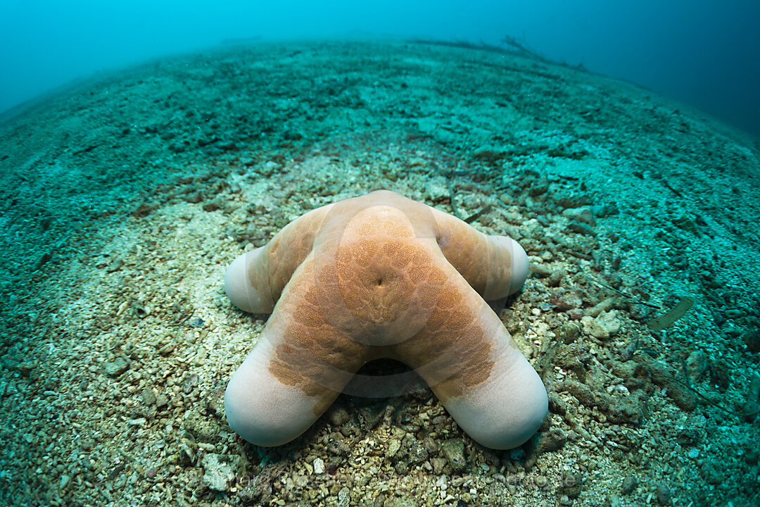 Gekoernter Kissen-Seestern, Choriaster granulatus, Cenderawasih Bucht, West Papua, Indonesien