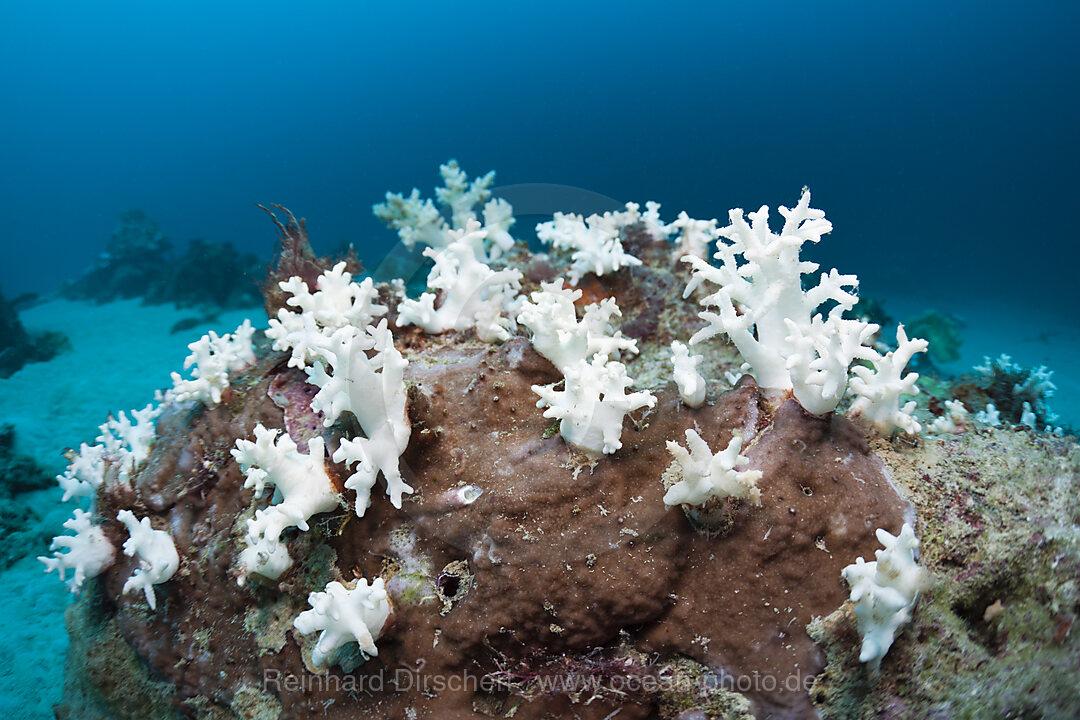 Bleached Corals