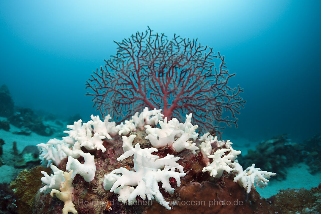 Bleached Corals