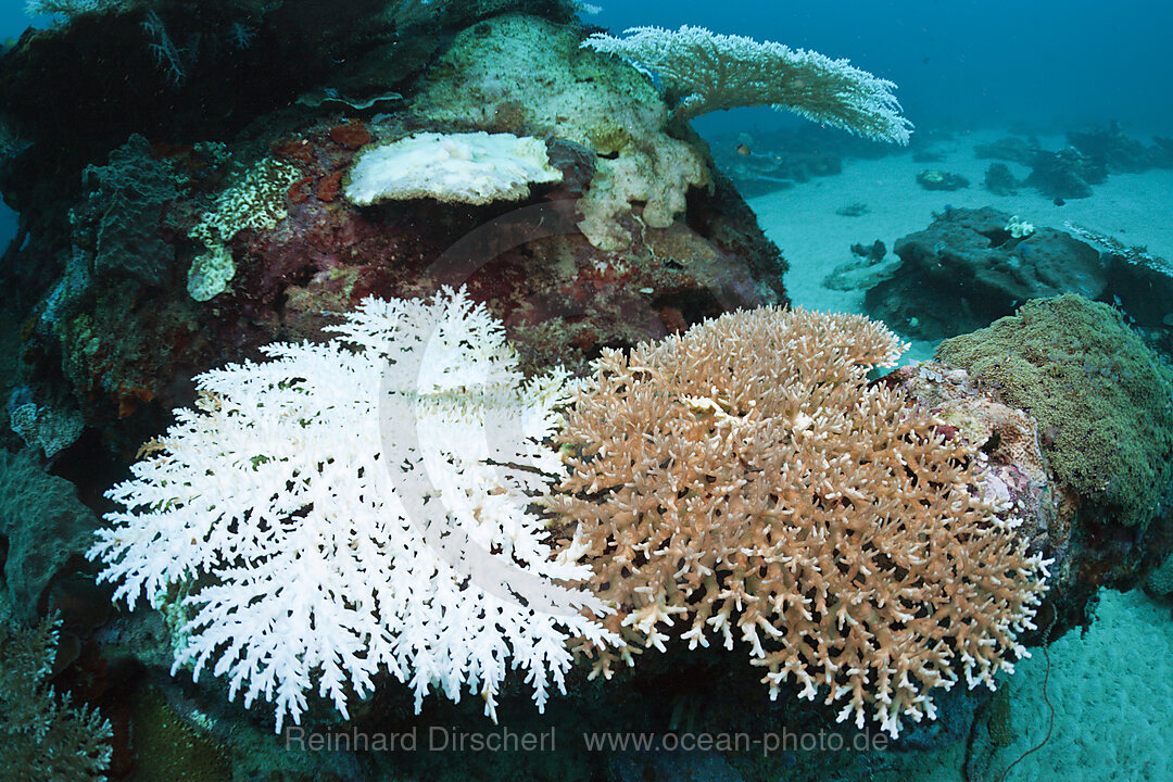 Bleached Corals, Cenderawasih Bay, West Papua, Indonesia