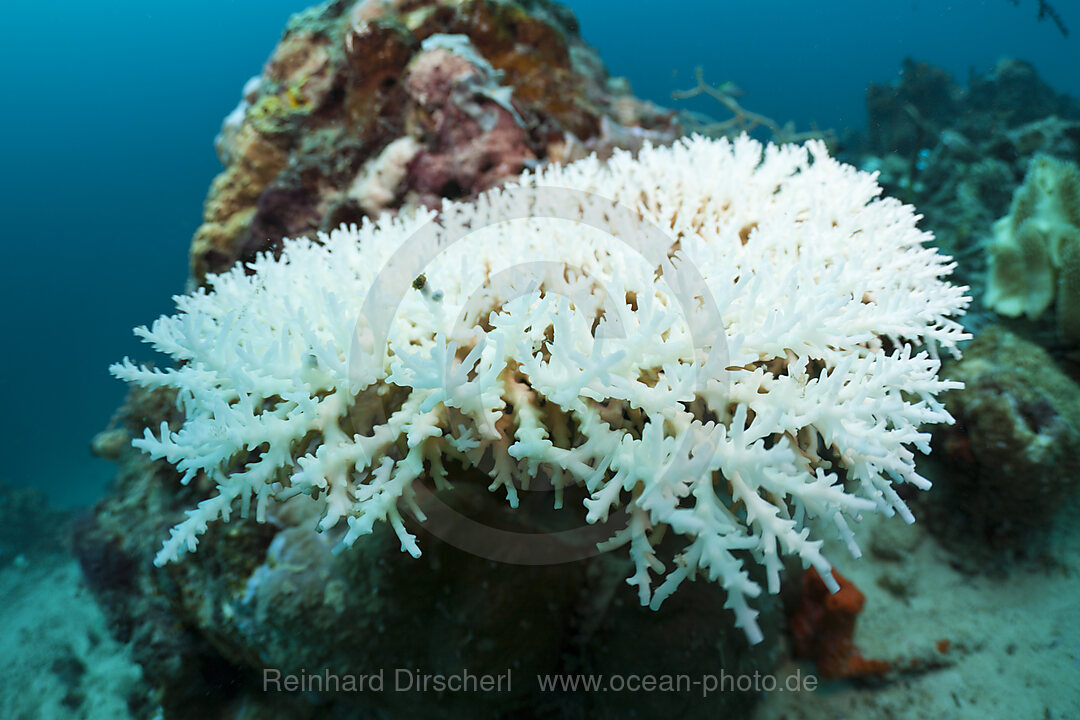 Bleached Corals, Cenderawasih Bay, West Papua, Indonesia