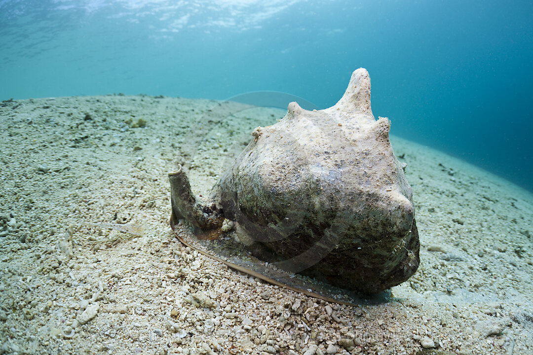 Sturmhauben Schnecke