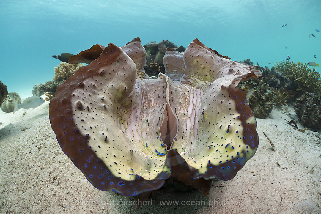Great Clam