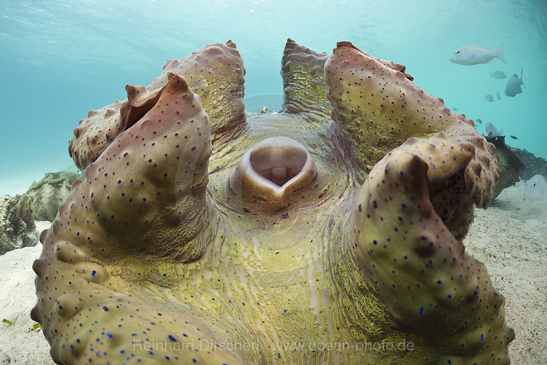 Great Clam