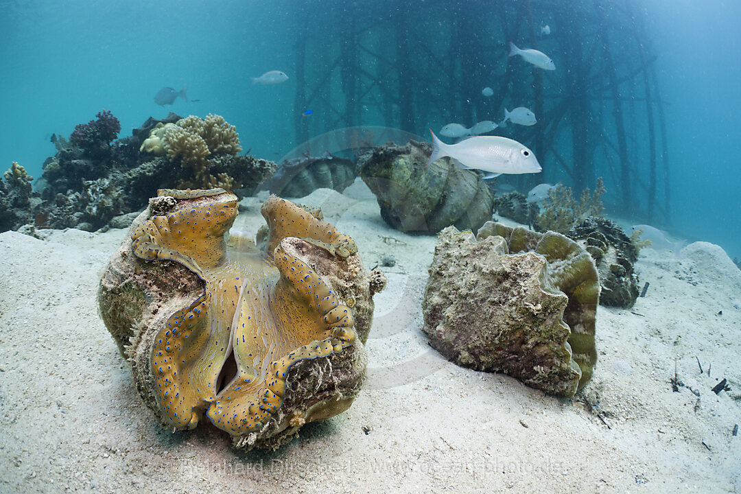 Grosse Moerdermuscheln, Tridacna squamosa, Cenderawasih Bucht, West Papua, Indonesien