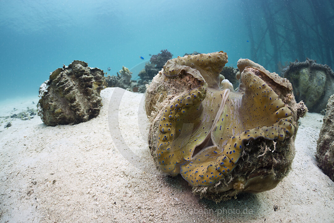Great Clam
