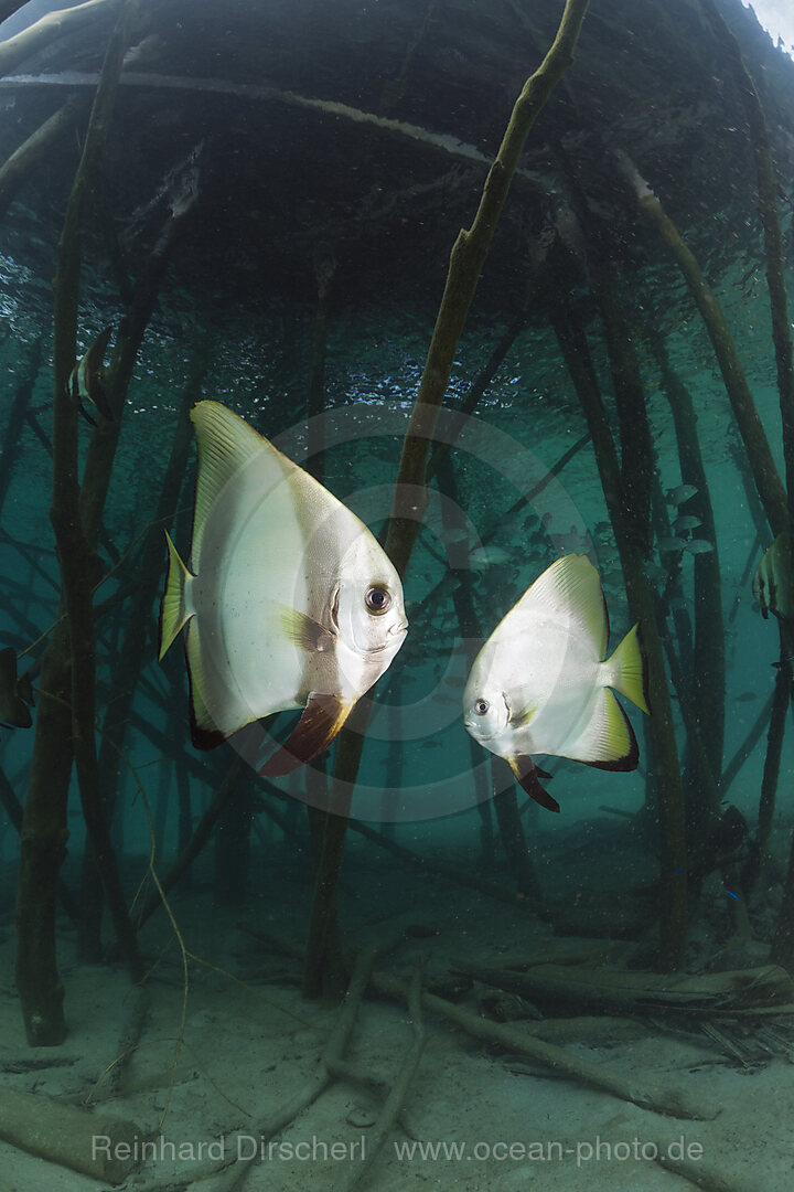 Fledermausfische unter Steg