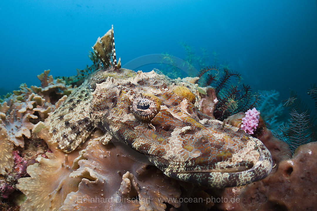 Beauforts Crocodilefish