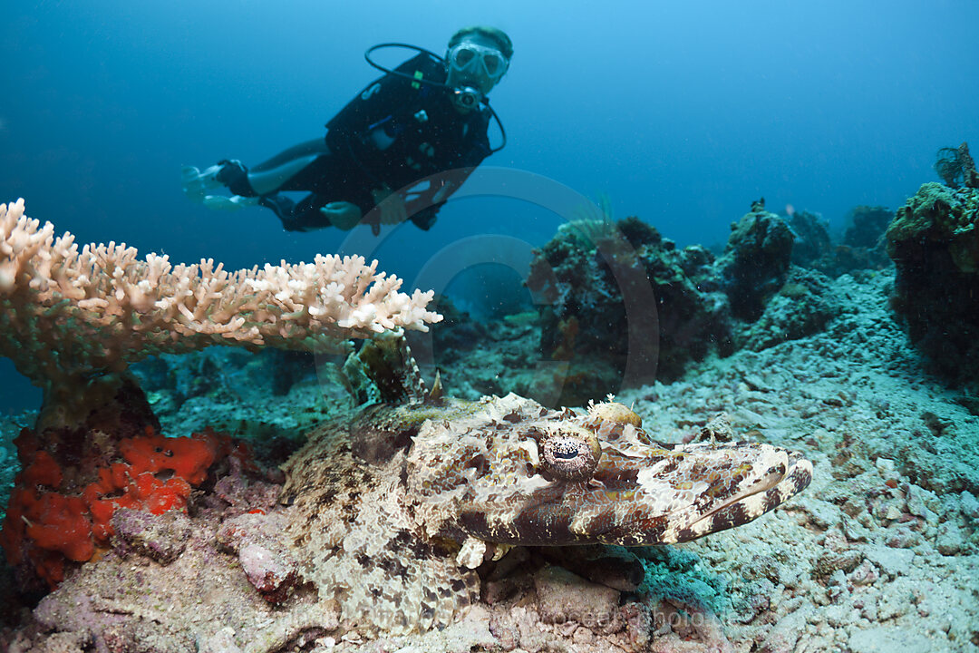 Beauforts Crocodilefish and Scuba Diver