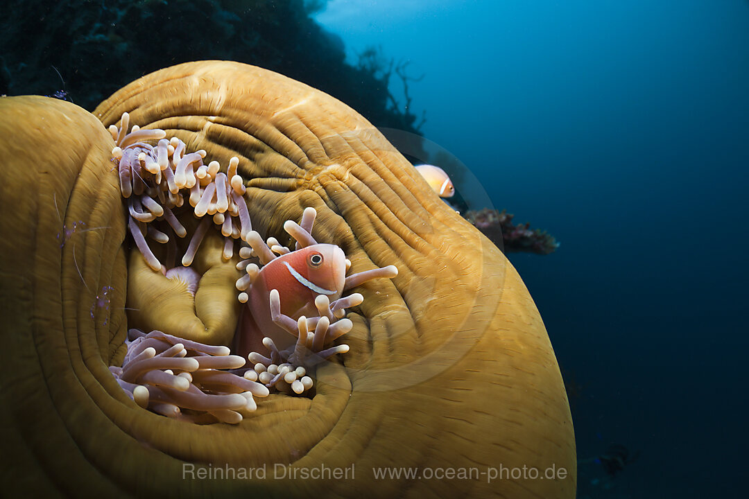 Halsband-Anemonenfisch in Prachtanemone, Amphiprion perideraion, Heteractis magnifica, Cenderawasih Bucht, West Papua, Indonesien