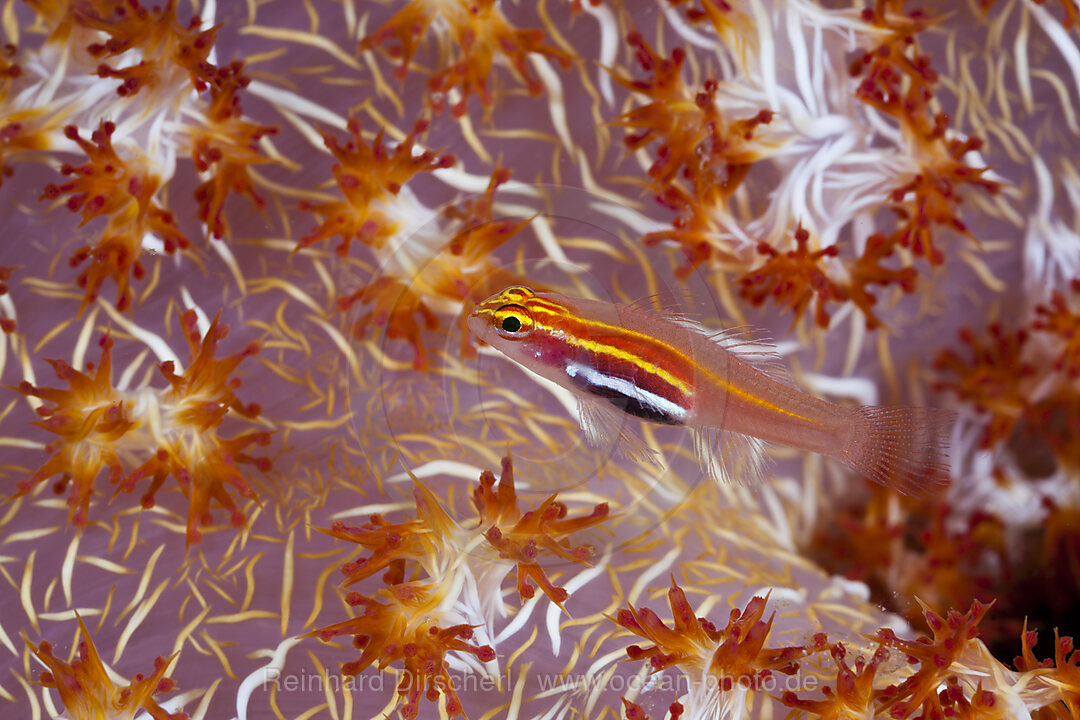 Pellucida Pygmy Goby in Soft Coral