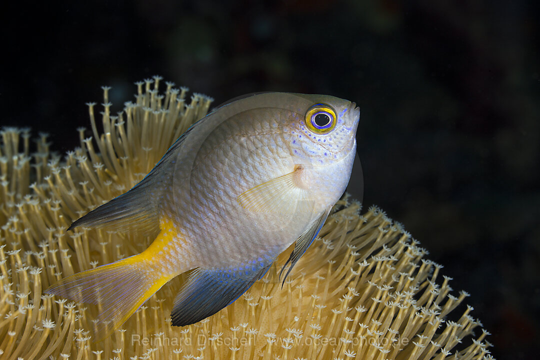Golden Damsel