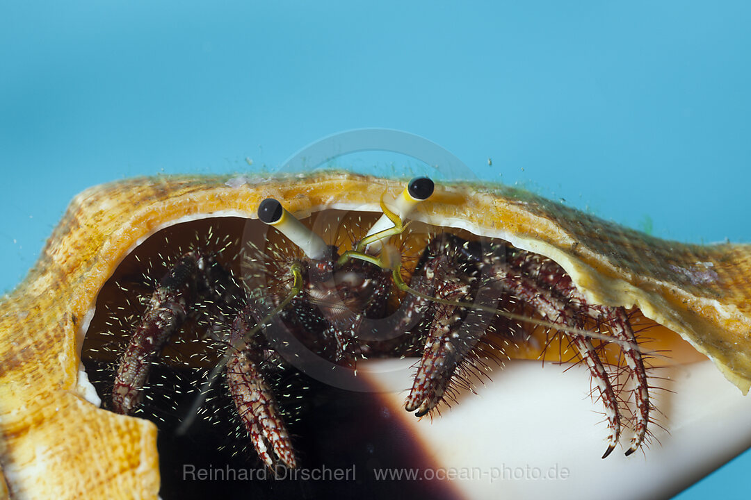 Einsiedlerkrebs, Dardanus megistos, Cenderawasih Bucht, West Papua, Indonesien