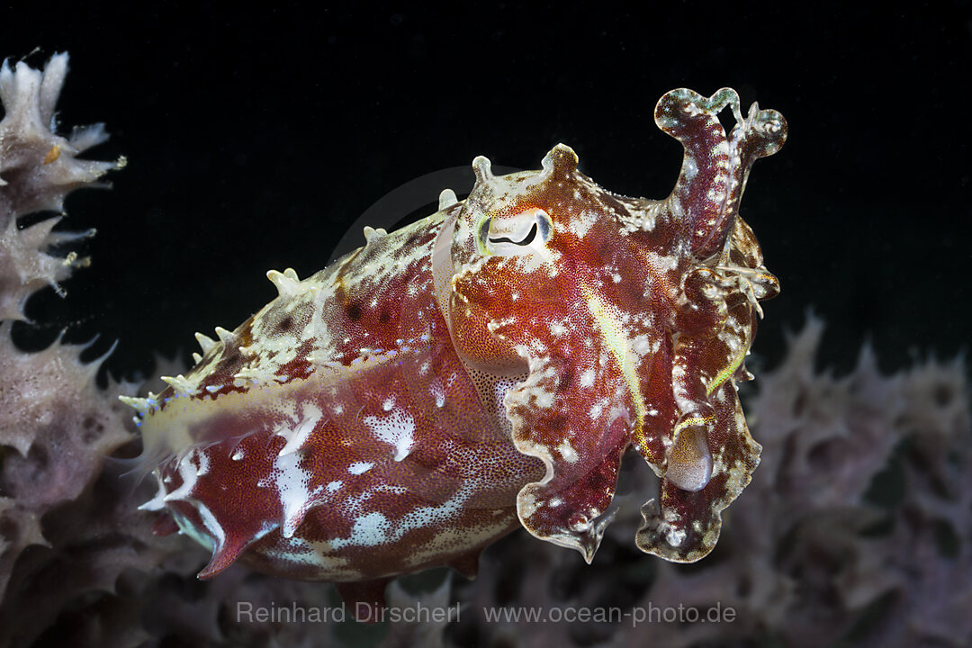 Cuttlefish in defending attitude