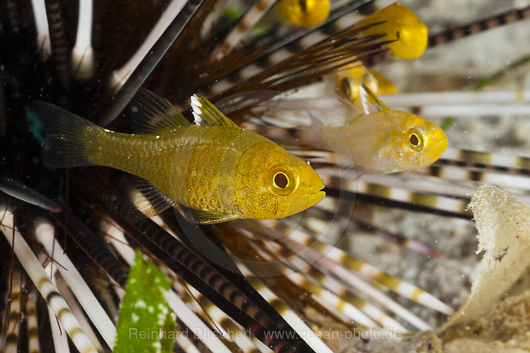 Weisssaum-Kardinalfische suchen Schutz in giftigen Seeigel, Apogon hoeveni, Cenderawasih Bucht, West Papua, Indonesien