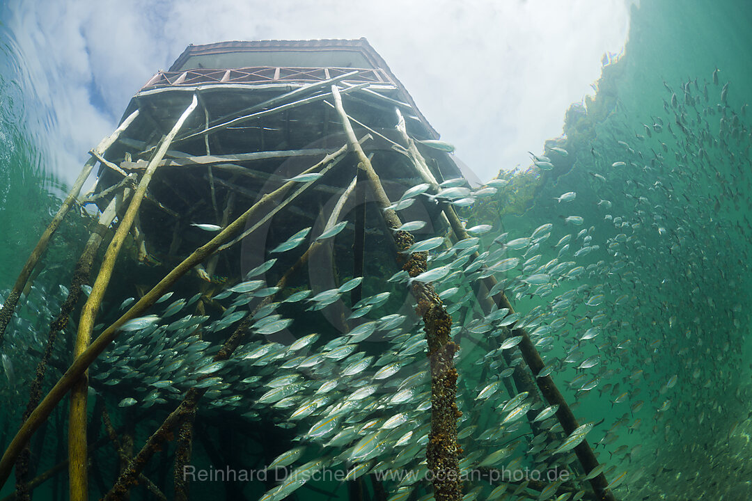 Schwarm Gelbstreifen-Heringsmakrelen in Lagune der Insel Ahe, Selaroides leptolepis, Cenderawasih Bucht, West Papua, Indonesien