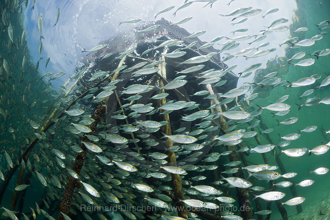 Schwarm Gelbstreifen-Heringsmakrelen in Lagune der Insel Ahe, Selaroides leptolepis, Cenderawasih Bucht, West Papua, Indonesien