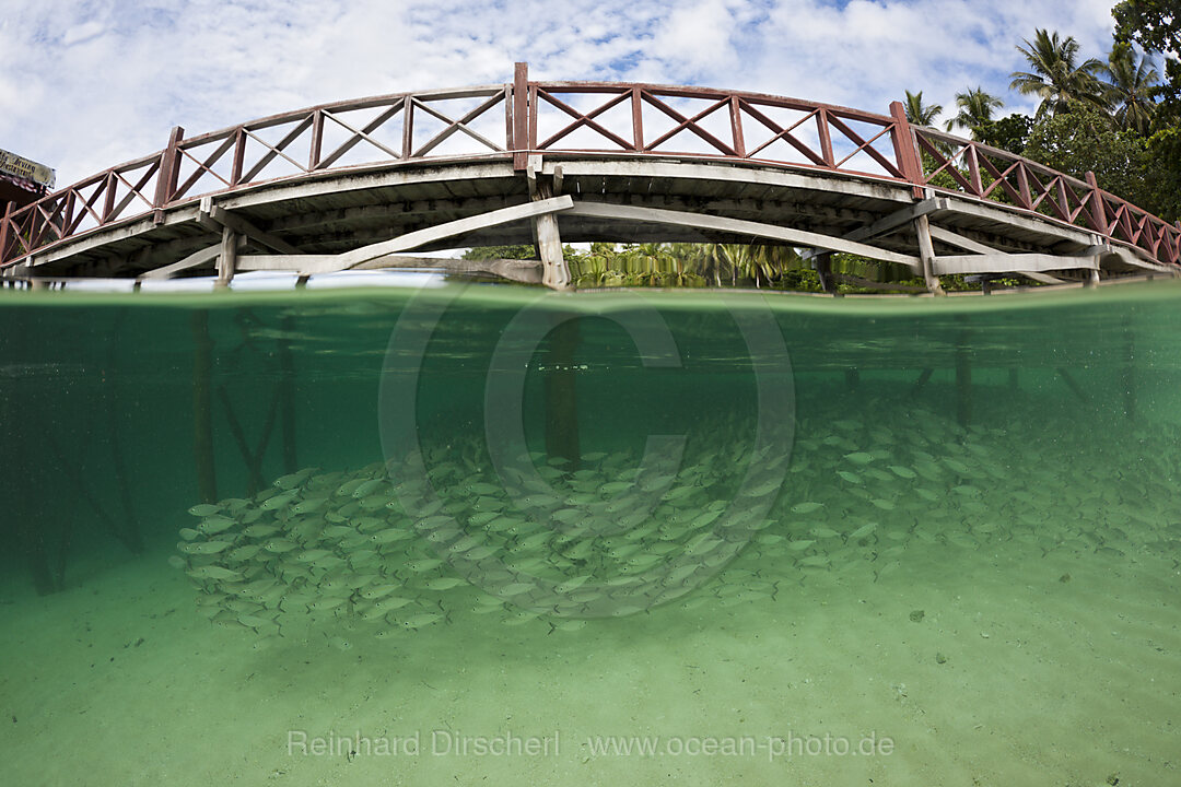 Schwarm Gelbstreifen-Heringsmakrelen in Lagune der Insel Ahe, Selaroides leptolepis, Cenderawasih Bucht, West Papua, Indonesien