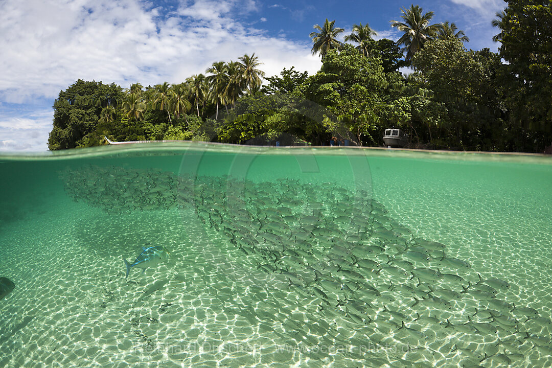 Shoal of Yellowstripe Scad in Lagoon of Ahe Island, Selaroides leptolepis, Cenderawasih Bay, West Papua, Indonesia