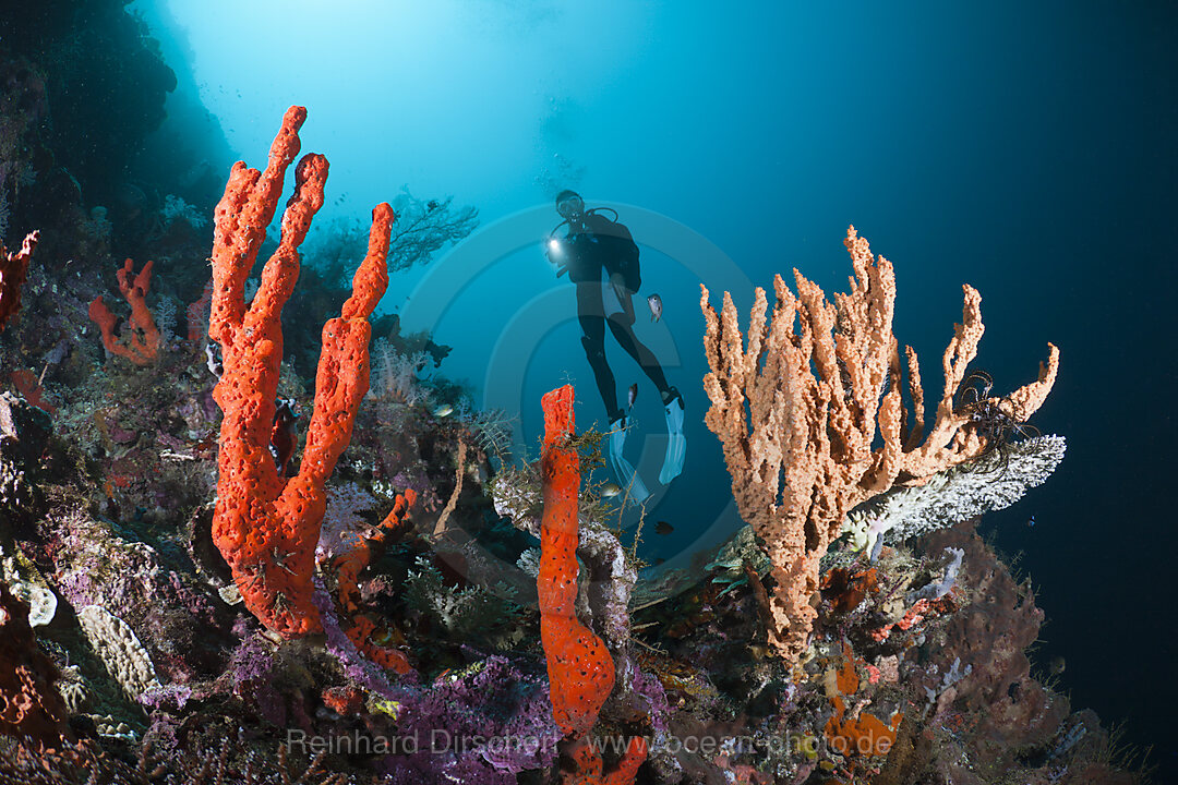 Scuba Diver over Coral Reef