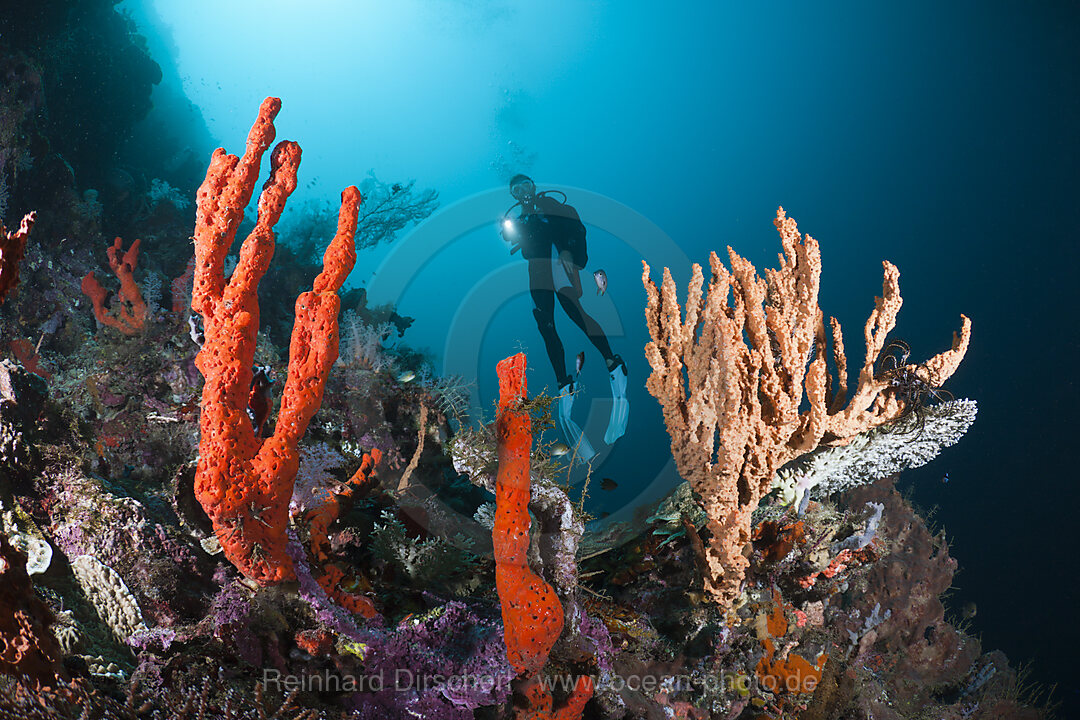 Taucher an Korallenriff, Cenderawasih Bucht, West Papua, Indonesien